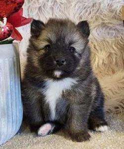 Pomeranian 6457