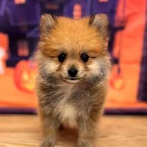 Pomeranian 2264