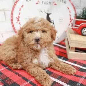 Poodle 9166