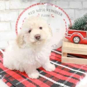 Poodle 9229