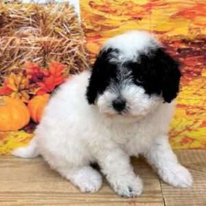 Poodle 1994