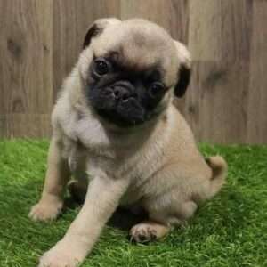 Pug 4016