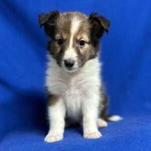 Shetland Sheepdog 7407