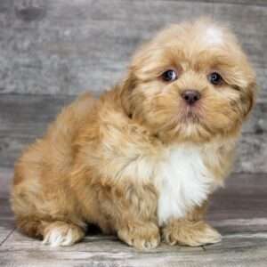 Shih Tzu 2453