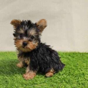 Silky Terrier 4228