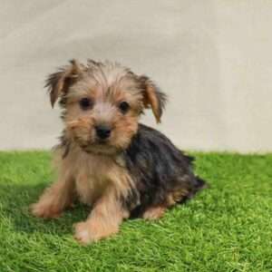 Yorkshire Terrier 4044