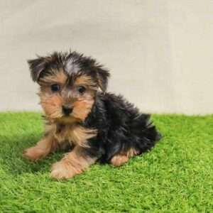 Yorkshire Terrier 4650