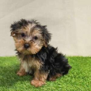 Yorkshire Terrier 4654
