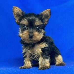 Yorkshire Terrier 7040