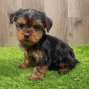 Yorkshire Terrier 3988