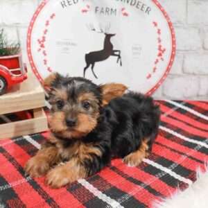 Yorkshire Terrier 4678