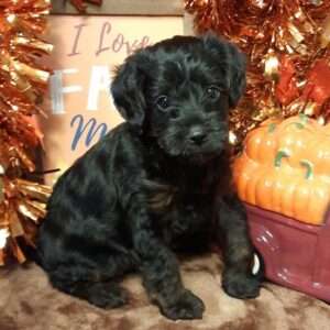 Yorkiepoo 6228