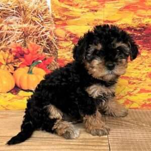 Yorkiepoo 1990