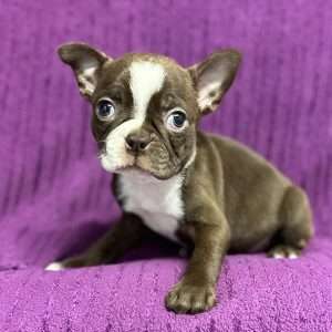 Boston Terrier 7461