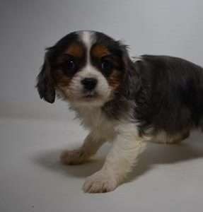 Cavalier King Charles 5708