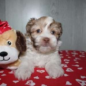 Havanese 8911