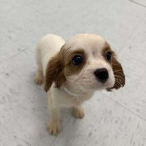 Cavalier King Charles Spaniel 1206