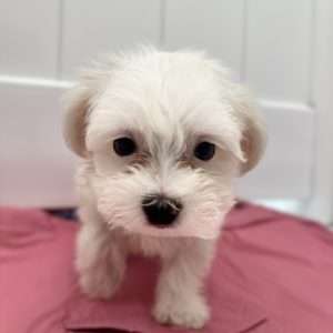 maltese #7912