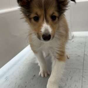 Shetland Sheepdog 0092