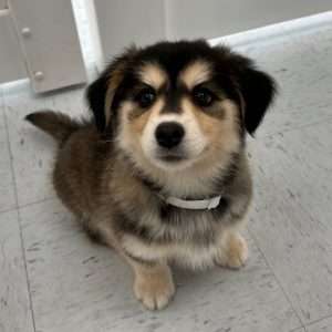 Husky / F1 Goldendoodle 0462