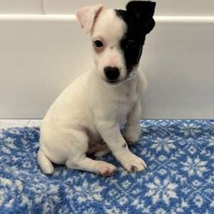 Jack Russell Terrier 5600