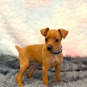 Miniature Pinscher