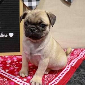 Pug 4514