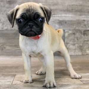 Pug 9757