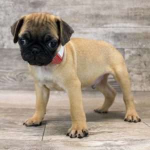 Pug 9937