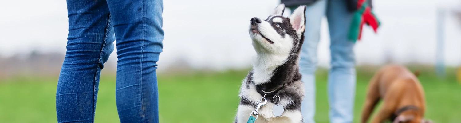Chews a Puppy