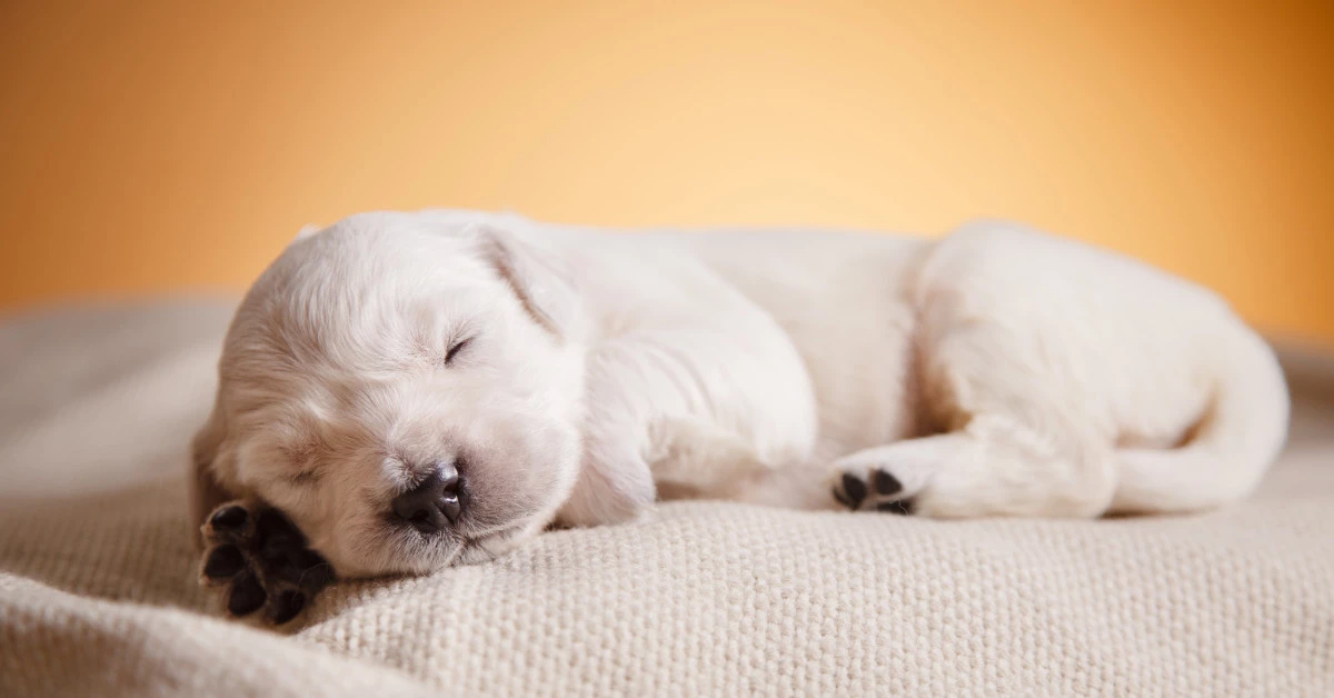 Chews a Puppy