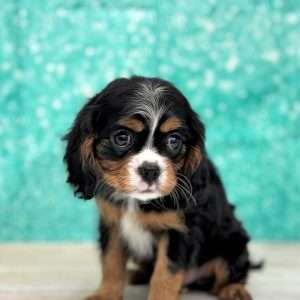 Cavalier King Charles 2438