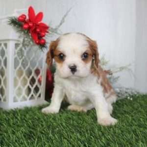 Cavalier King Charles 5087