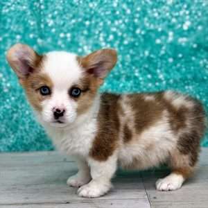 Pembroke Welsh Corgi 2727