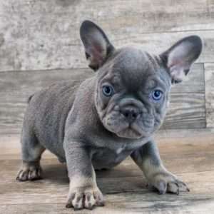 French Bulldog 0000
