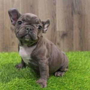 French Bulldog 3800