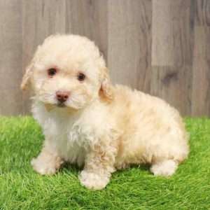 Mini Poodle 9640