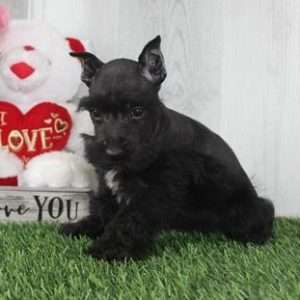 Miniature Schnauzer 4745
