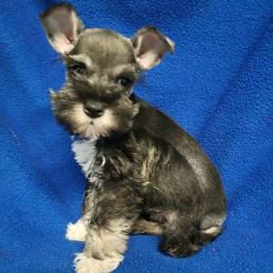 Miniature Schnauzer 7472