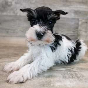 Miniature Schnauzer 8347