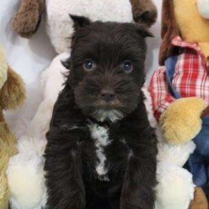 Miniature Schnauzer 9027