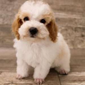 Poodle 2128