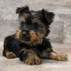 Silky Terrier 2752