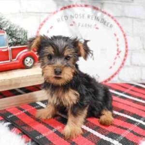 Silky Terrier 4337