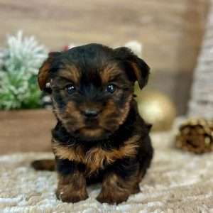 Yorkshire Terrier 1247