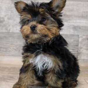 Yorkshire Terrier 2227
