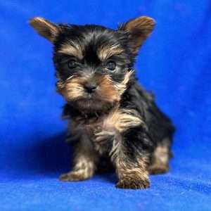 Yorkshire Terrier 7175