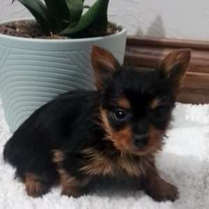 Yorkshire Terrier 7774