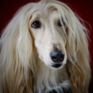 Afghan Hound