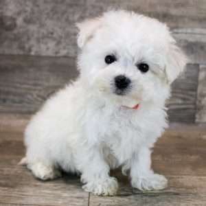 Bichon Frise 5190